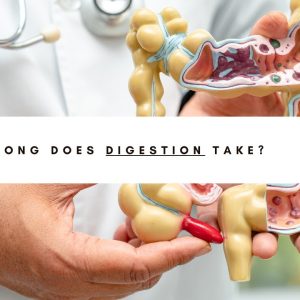 How Long Does It take For The Body to Digest Food?