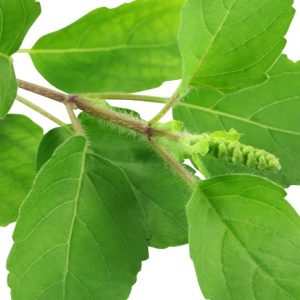 Adaptogenic Herbs Are What Exactly ?