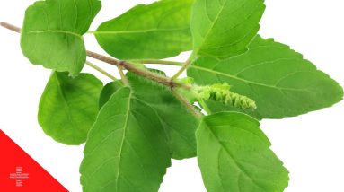 Adaptogenic Herbs Are What Exactly ?