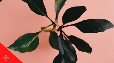 Black Ginger Magic: 4 Health Secrets Revealed!