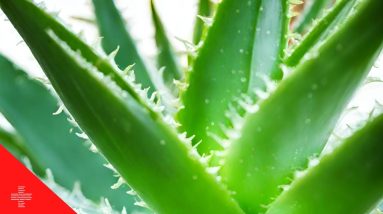 Natural Ways to Treat Sun Tan and Maintain Skin Health