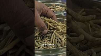 Adaptogens Explained: Can They Really Reduce Stress? 🤯🌱 #health #adaptogens #stressrelief